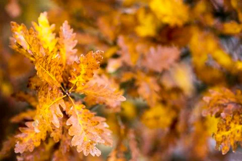Beatiful Autumn background composed of brown half dry oak leafs on branch. Stock Photos