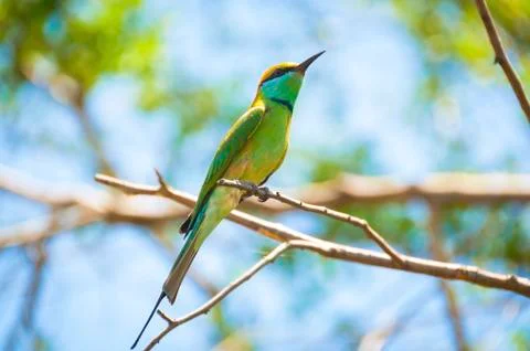 Beatiful bird, green bee eater sitting on the tree in the national park Stock Photos