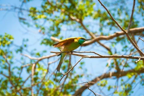 Beatiful bird, green bee eater sitting on the tree in the national park Stock Photos