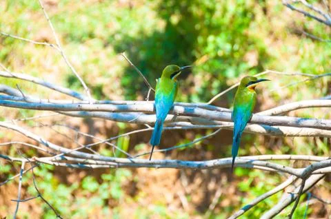 Beatiful bird, green bee eater sitting on the tree in the national park Stock Photos