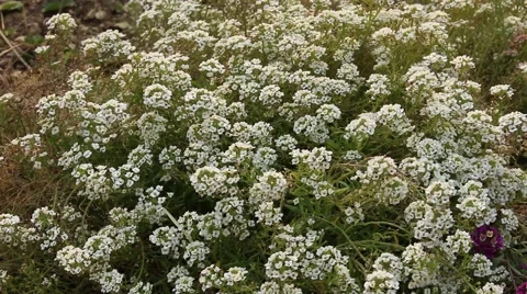 Beatiful blooming small white flowers Stock-Footage 44215975