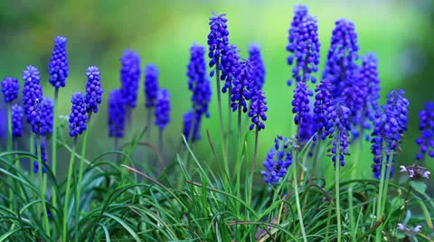 Beatiful blue flowers. Video stock 23679636