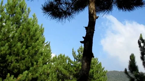 Beatiful blue sky clouds and green pine forest Stock Footage 8731156