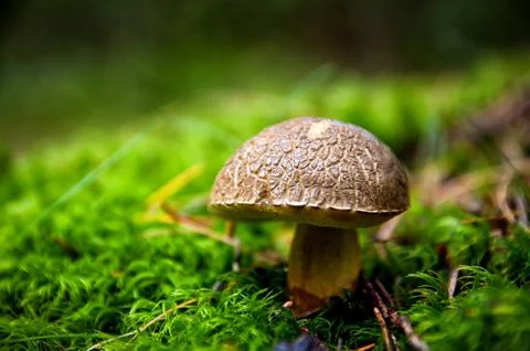 Beatiful boletus in woods Stock Photos