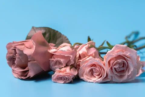Beatiful bouquet of pink roses flowers on blue background. Stock Photos