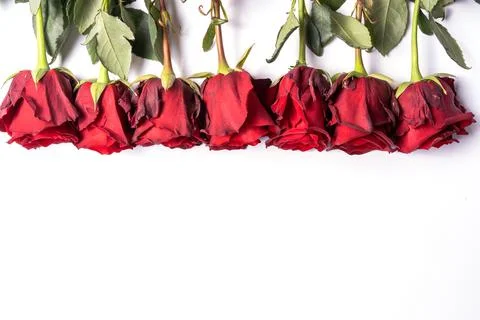 Beatiful bouquet of red roses flowers isolated on white background. Stock Photos