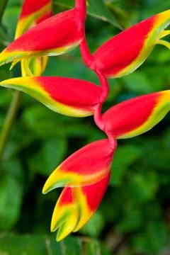 Beatiful bright red bloom of a flower Stock Photos