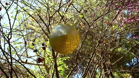 Beatiful chinese hat hanging on a tree in the nature. Video stock 158405324