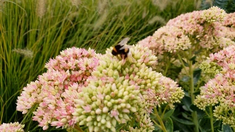 Beatiful close up of a Bumble Bee Flying From Flower To Flower, Collect Pollen Stock Footage 94426898