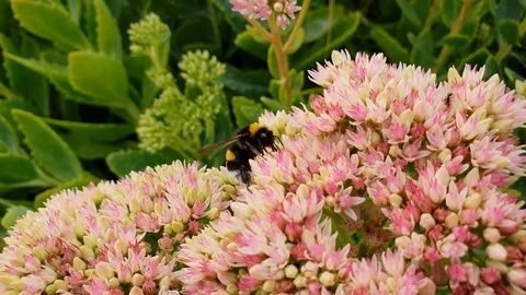 Beatiful close up of a Bumble Bee Flying From Flower To Flower, Collect Pollen Stock Footage 94428103