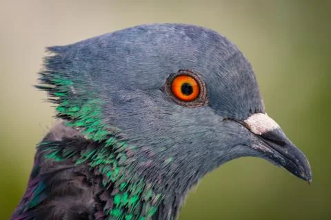 Beatiful close up of a pigeon Stock Photos