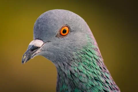 Beatiful close up of a pigeon Stock Photos