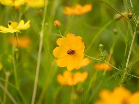 Beatiful cosmos Stock Photos