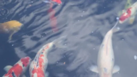 Beatiful Fish Stock Footage 252735777