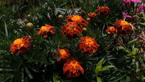 Beatiful flower 動画素材 167924224