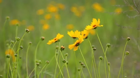 Beatiful flower Stock-Footage 243980053