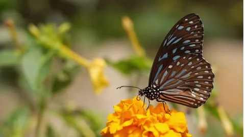 Beatiful flower Stock-Footage 243980061