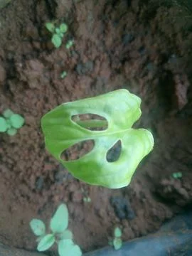 Beatiful flower Foto stock