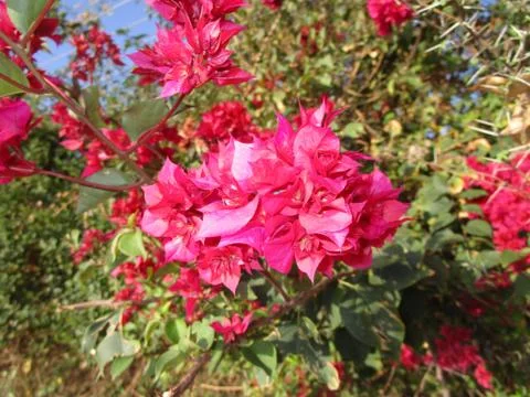 Beatiful flower pink Stock Photos