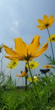 Beatiful flowers Stock Photos