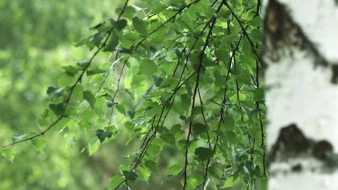Beatiful green birch leafs and branches swaying Video stock 95176292