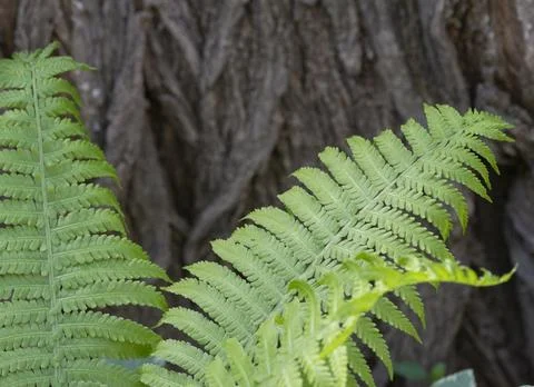 Beatiful green bright branches on a background of tree bark Stock Photos