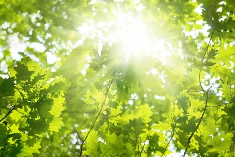 Beatiful green leaves Fotos Stock