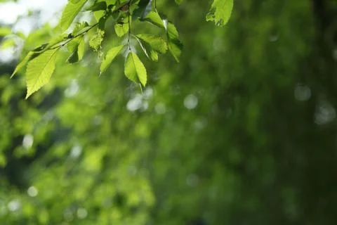 Beatiful green natural background - beech tree branch lit by the Stock-Fotos