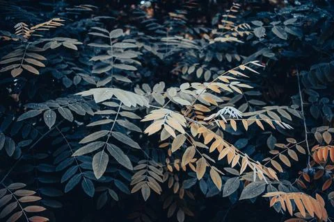 Beatiful green tree branches under spring rain concept photo. Stock Photos