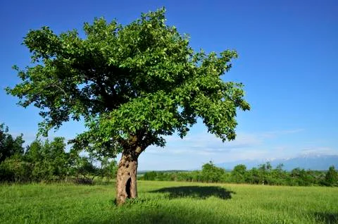Beatiful landscape with tree Stock Photos