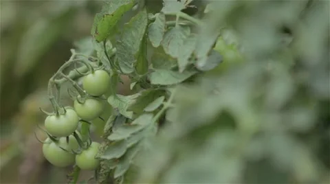 Beatiful little tomatoes tree Vídeo Stock 60901534