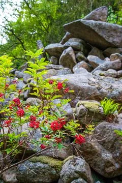 Beatiful nature and red rowan berries in the Harz mountains Stock Photos