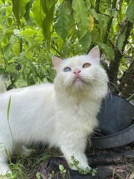 Beatiful Odd Eye Stock Photos