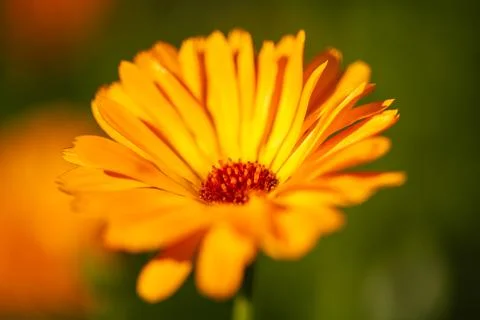 Beatiful Orange Calendula Officinalis Stock Photos