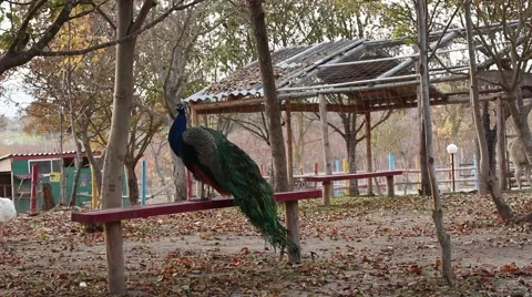 Beatiful peacock sitting on the bench in the zoo Stock Footage 44216449