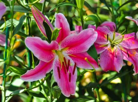 Beatiful Pink llies. Stock Photos