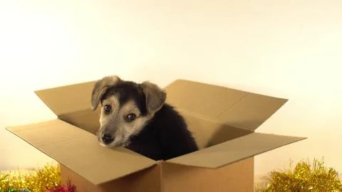 Beatiful puppy sits in a postage box with Christmas and New Year decorations. Stock Photos