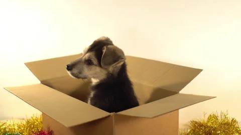 Beatiful puppy sits in a postage box with Christmas and New Year decorations. Stock Photos