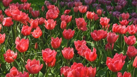 Beatiful red tulips in the park. Stock Footage 121926421