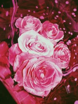 Beatiful roses Stock Photos