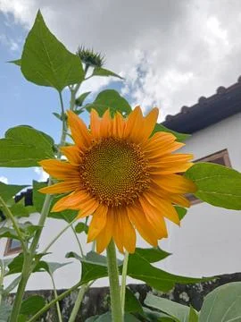 Beatiful sun flower Stock Photos