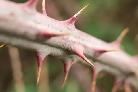 Beatiful thornbush Stock Photos