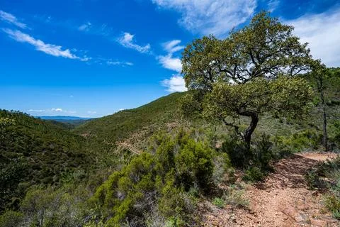 A beatiful tree in the Esterel mountains Stock Photos
