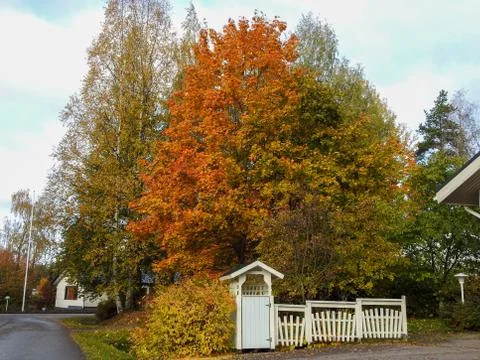 Beatiful tree Stock Photos