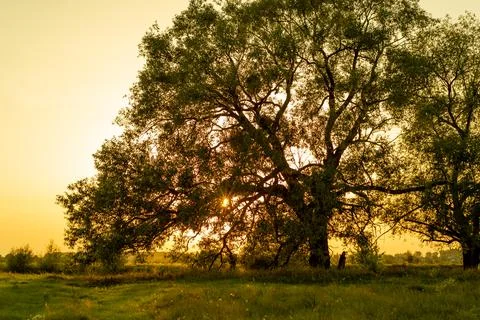 Beatiful tree at sunset in summer Stock Photos