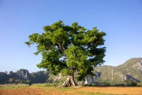 Beatiful tree in Vinales valley at sunset Stock Photos