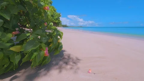 Beatiful Tropical Caribbean beach Video stock 249338750