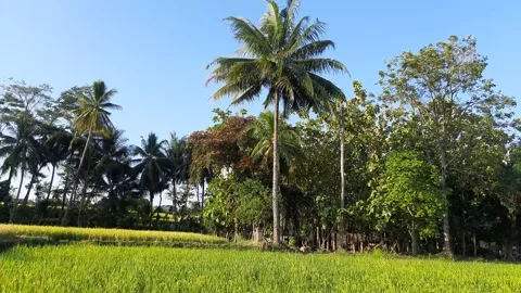 Beatiful view nature Video stock 137214264