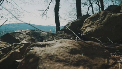 Beatiful View out of Forrest over Countryside | HD Stock Footage 88317830