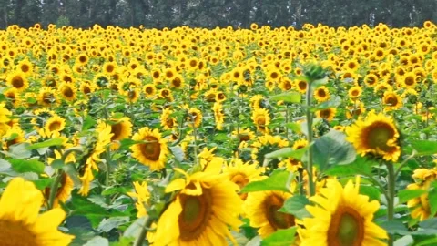 Beatiful view on Sunflower field. summer concept Stock Footage 95461209